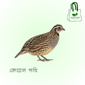 কোয়েল পাখি