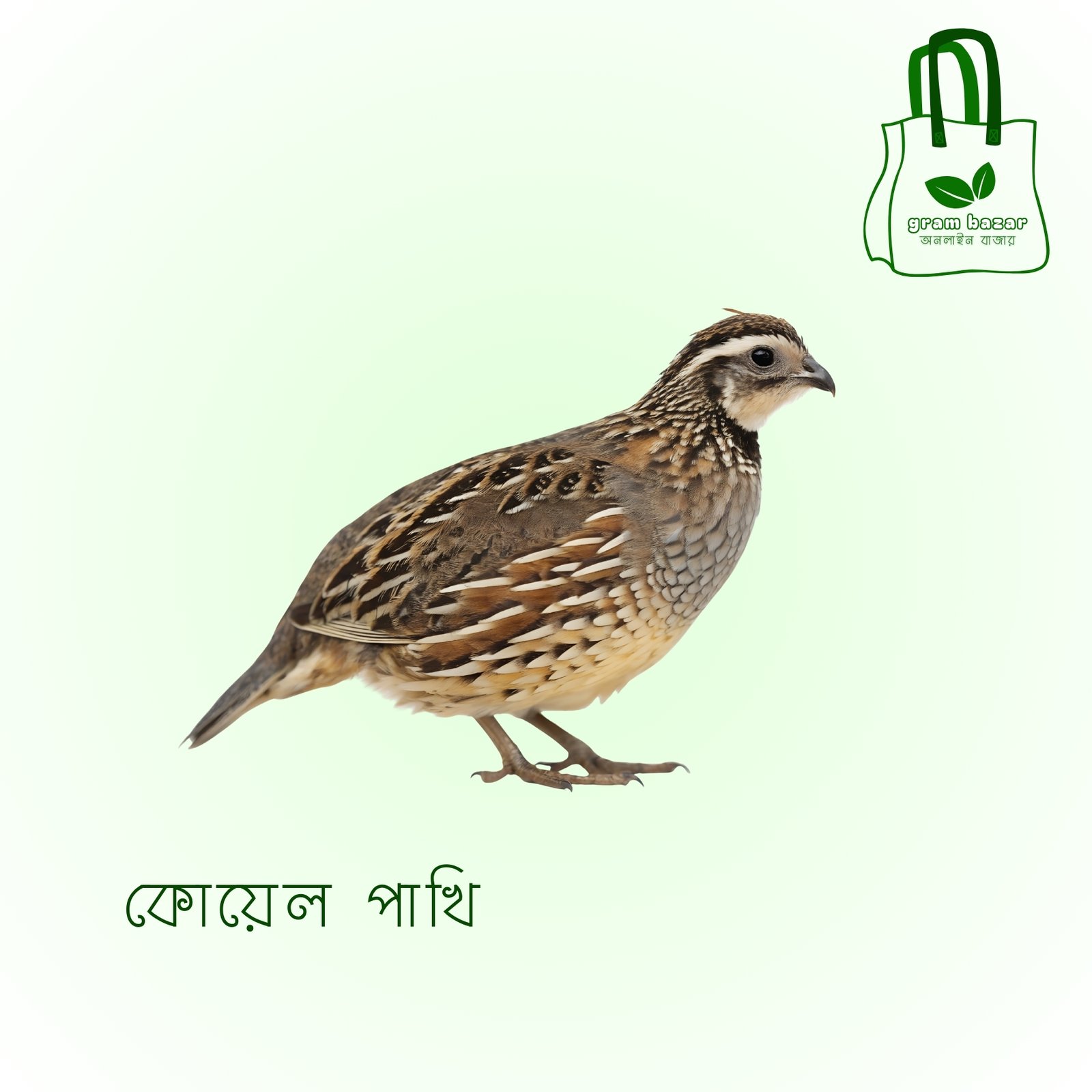 কোয়েল পাখি