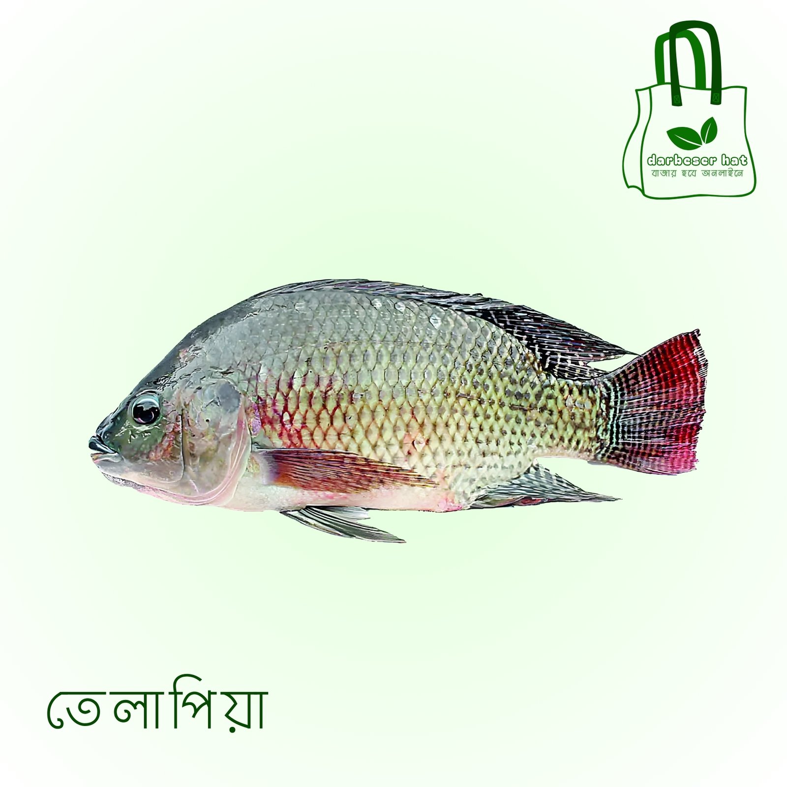 তেলাপিয়া