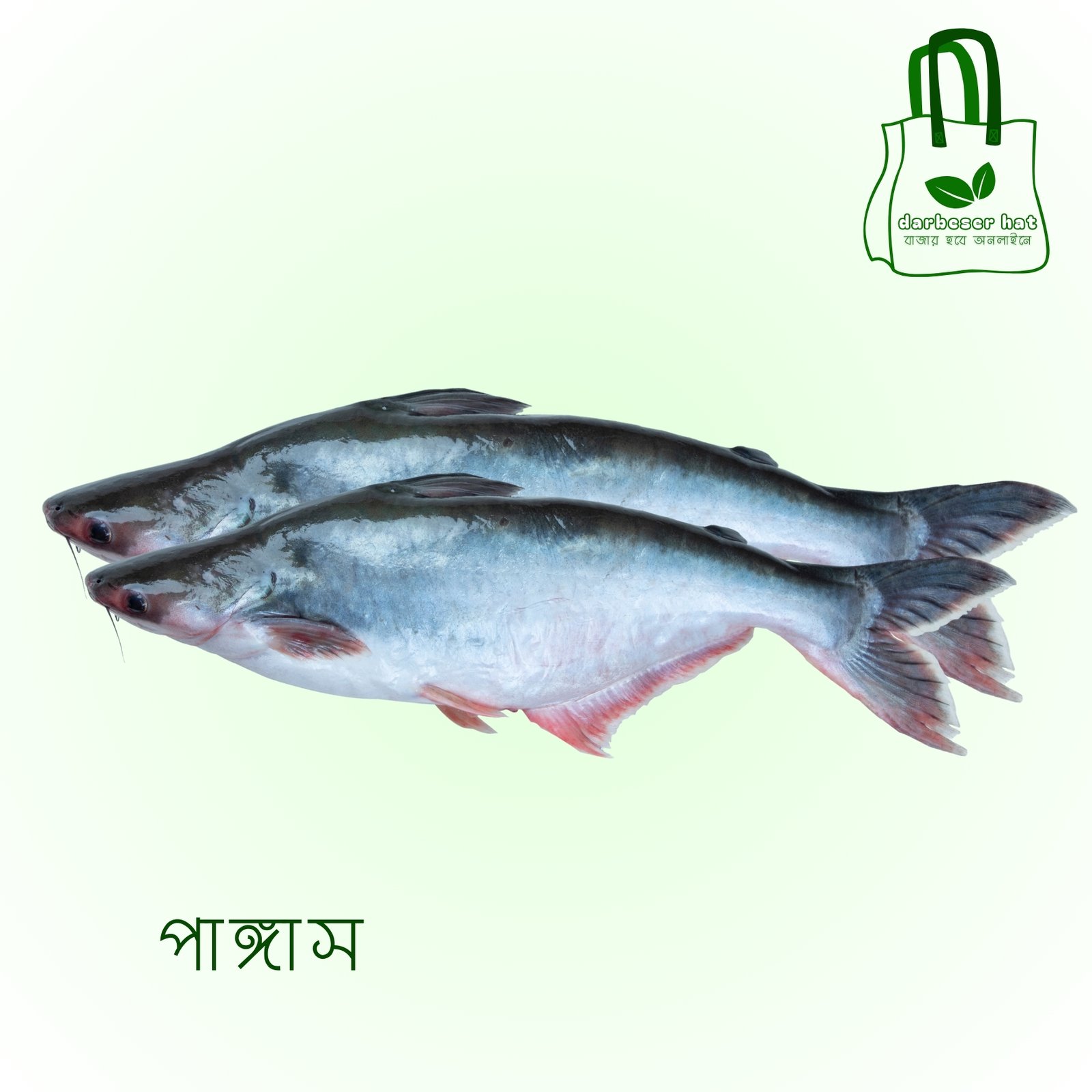 পাঙ্গাস