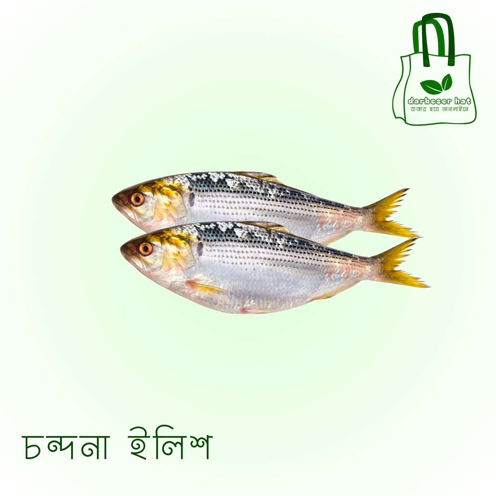 চন্দনা ইলিশ