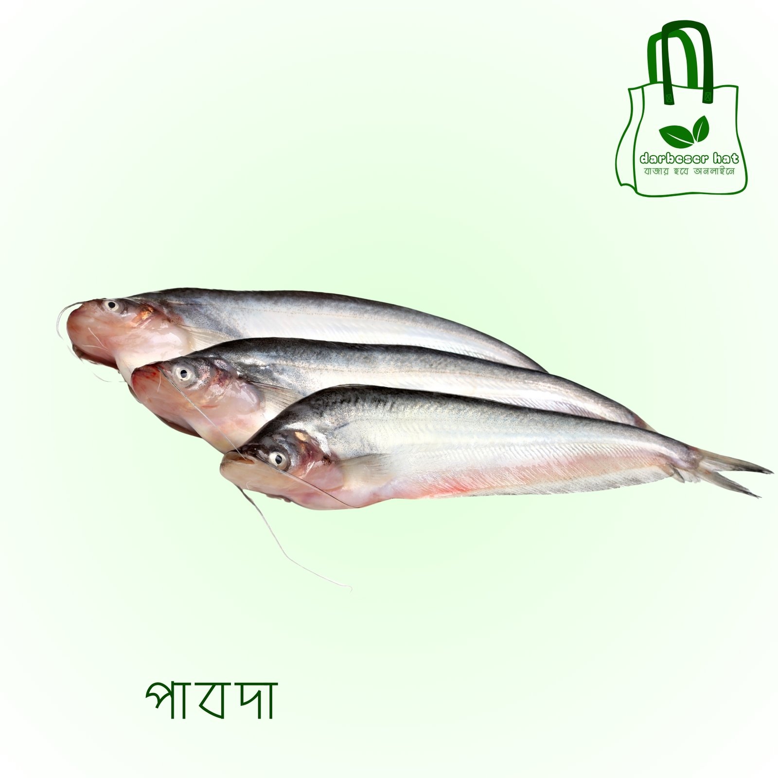 পাবদা