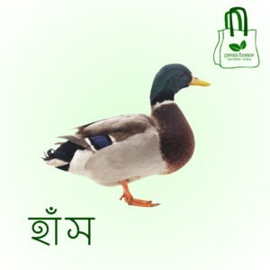 হাঁস